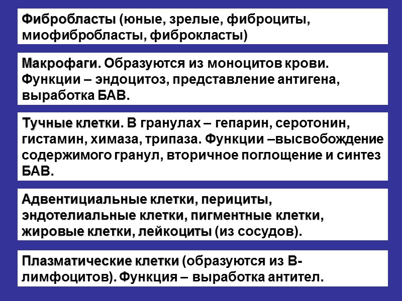 Фибробласты (юные, зрелые, фиброциты, миофибробласты, фиброкласты) Макрофаги. Образуются из моноцитов крови. Функции – эндоцитоз,